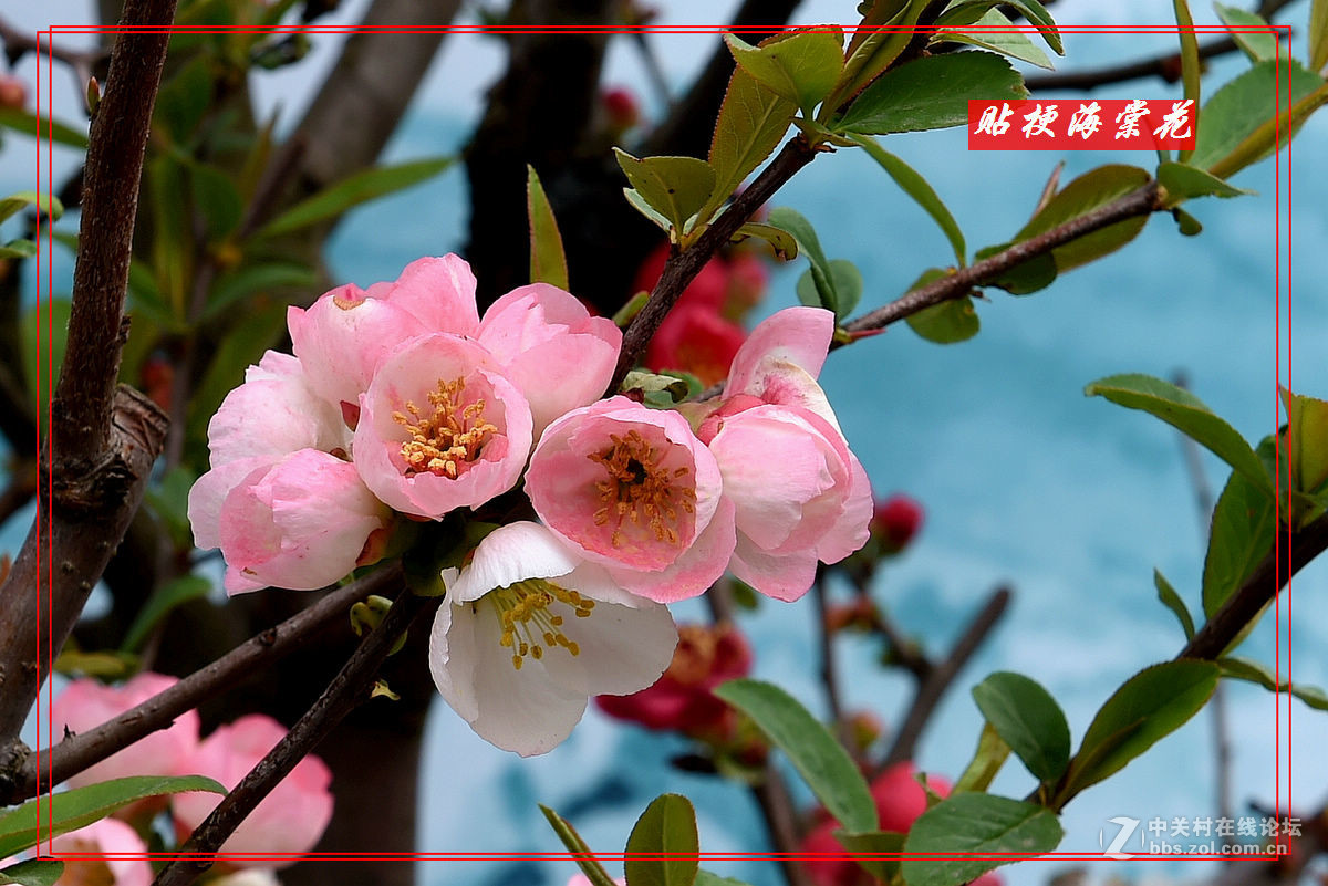 一组“贴梗海棠”拍