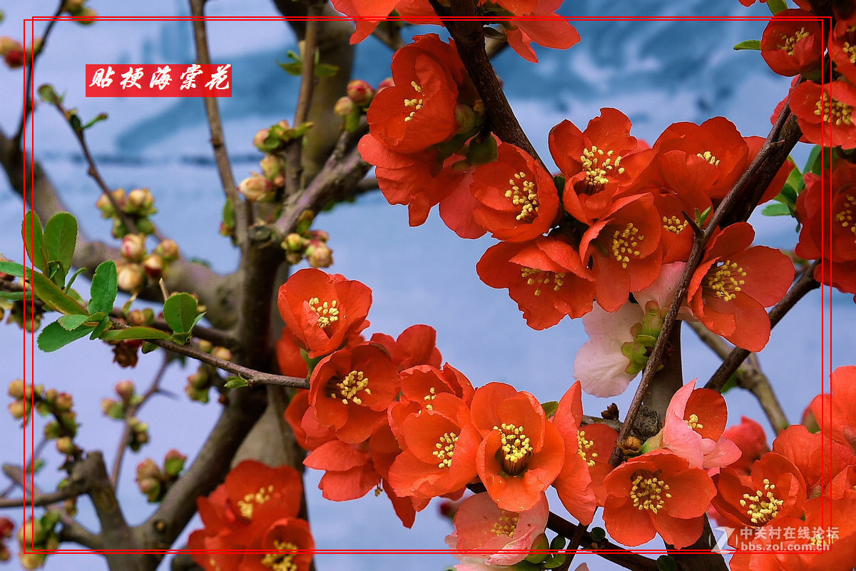 一组“贴梗海棠”拍