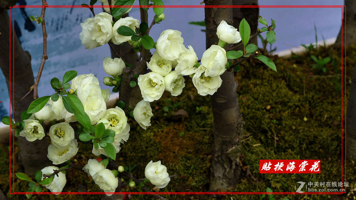 一组“贴梗海棠”拍