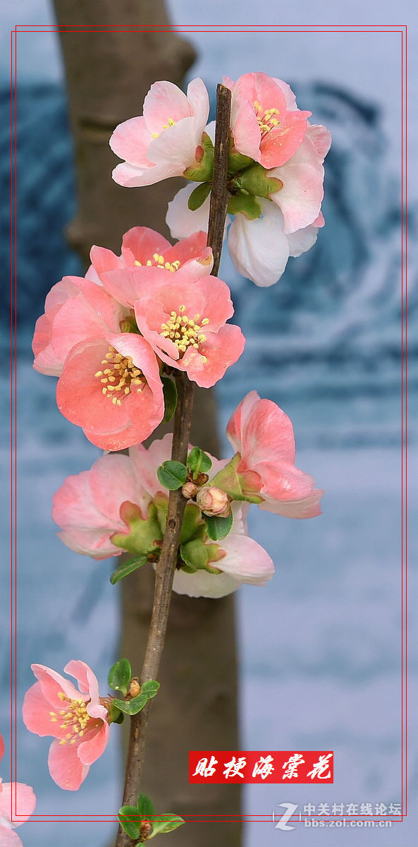 一组“贴梗海棠”拍