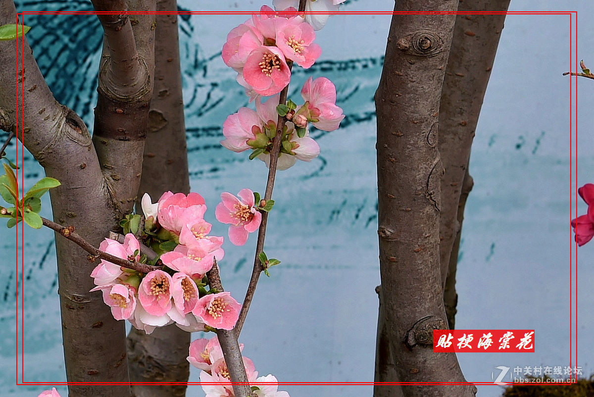 一组“贴梗海棠”拍