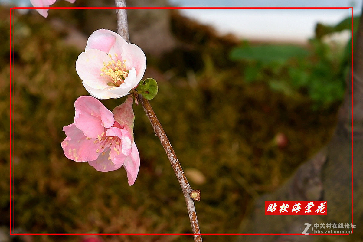 一组“贴梗海棠”拍