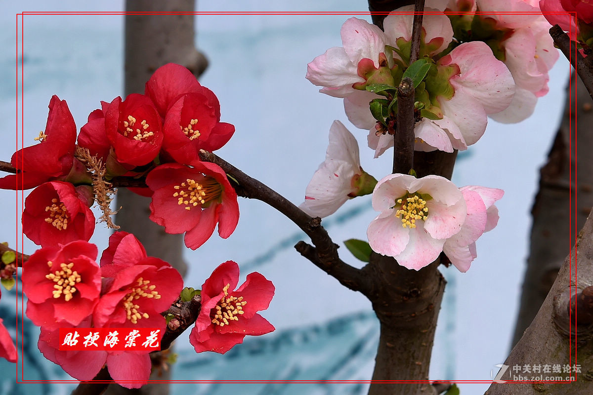 一组“贴梗海棠”拍