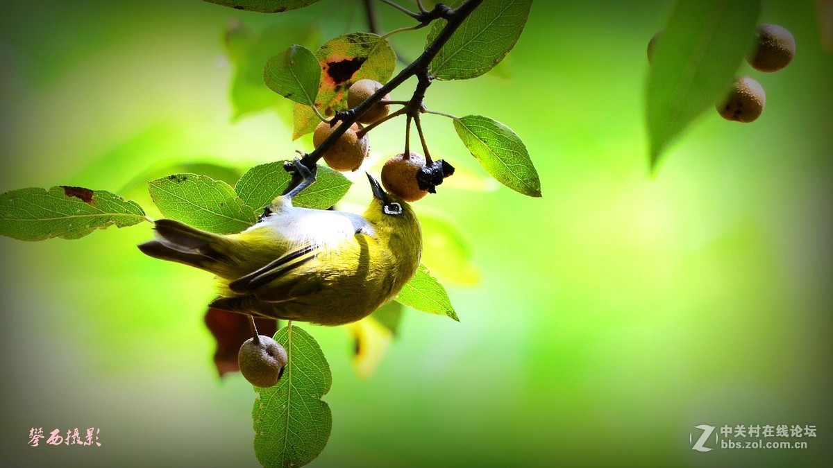 七彩云南拍鸟记《五十六》小秀眼