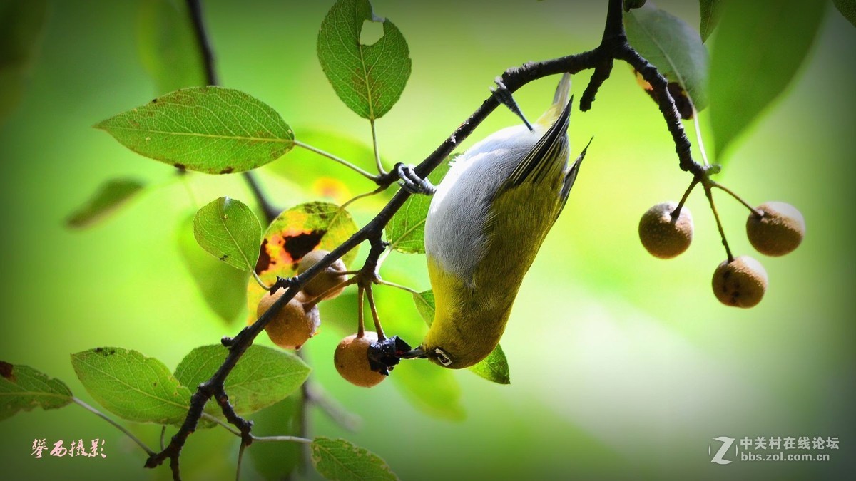 七彩云南拍鸟记《五十六》小秀眼