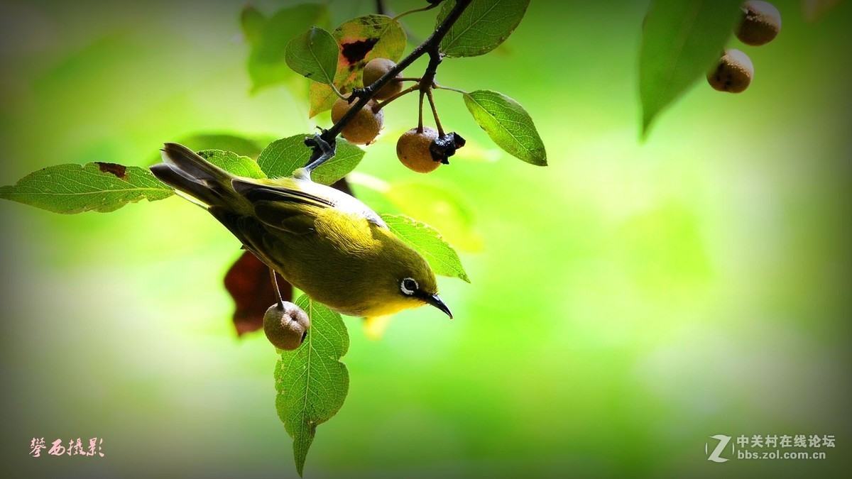 七彩云南拍鸟记《五十六》小秀眼