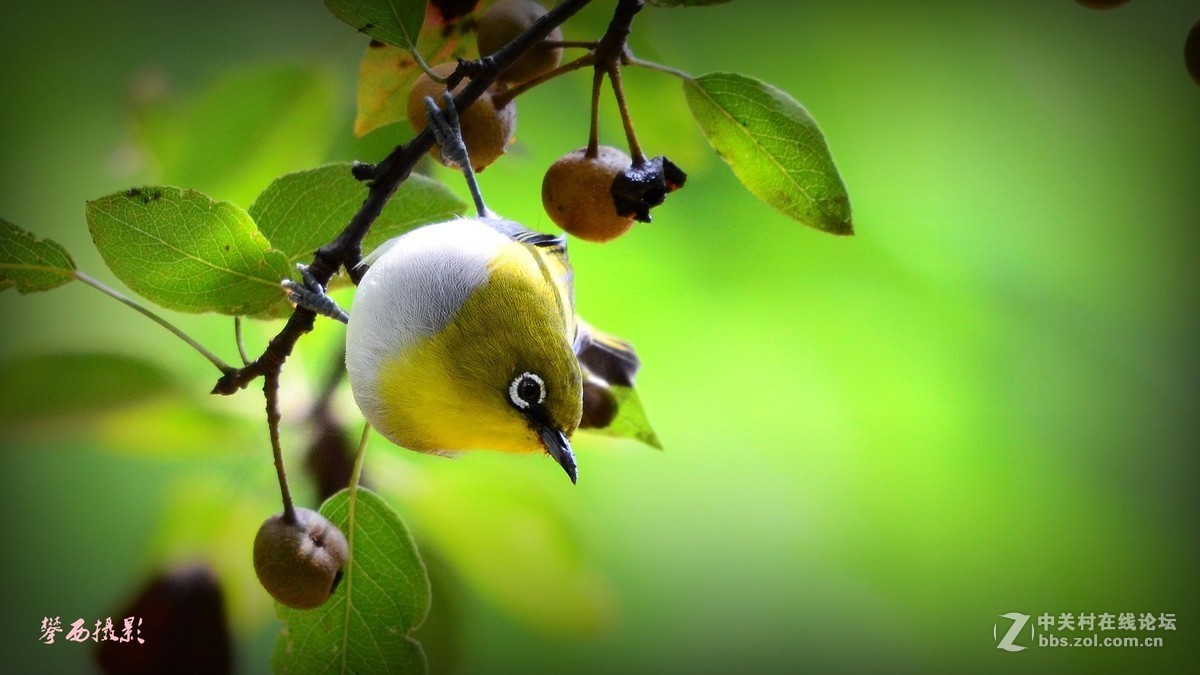 七彩云南拍鸟记《五十六》小秀眼