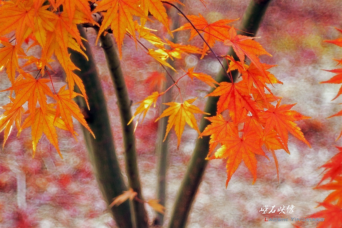 几片枫叶，一段情思