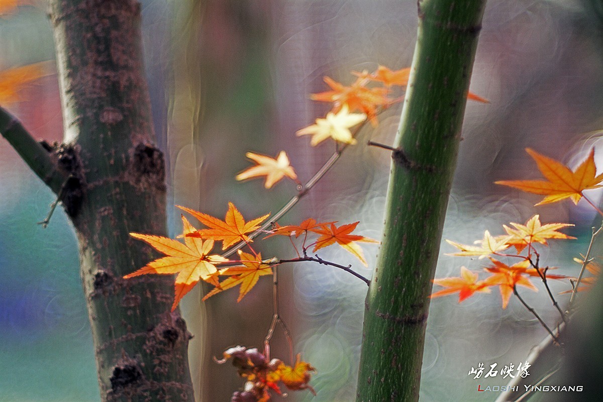 几片枫叶，一段情思