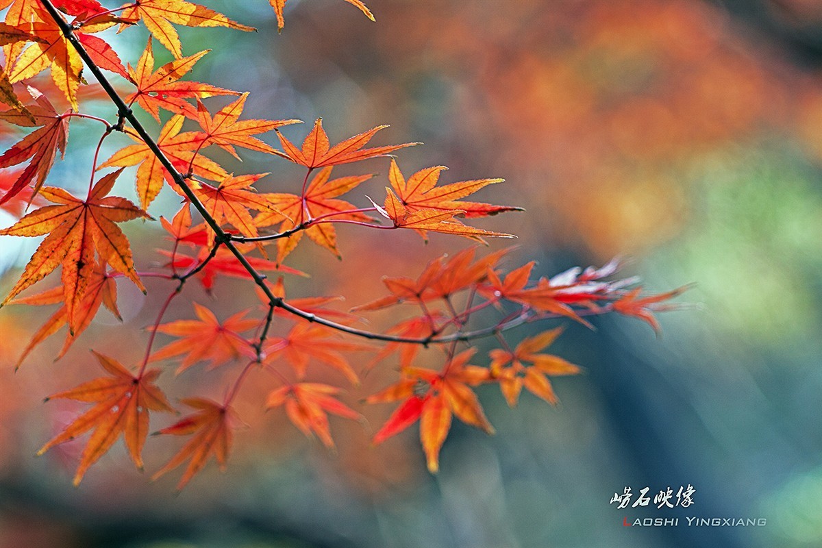 几片枫叶，一段情思