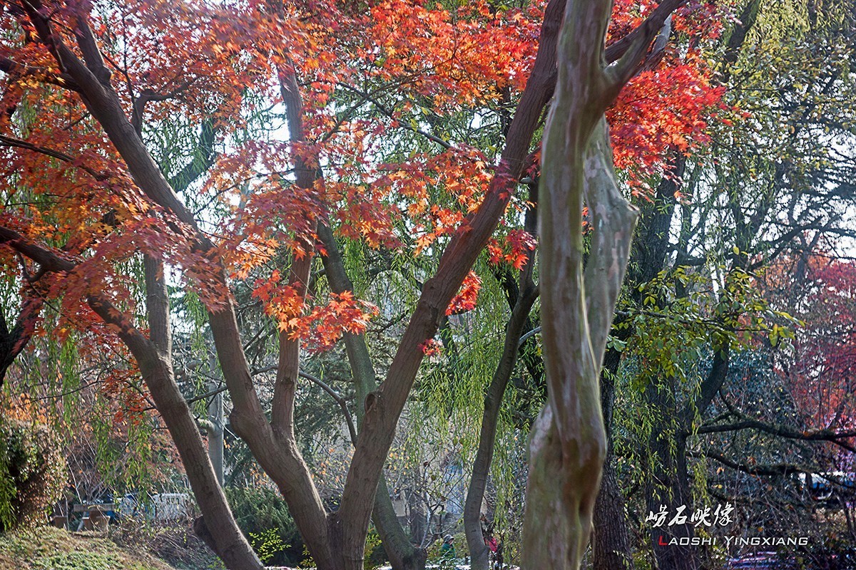 几片枫叶，一段情思