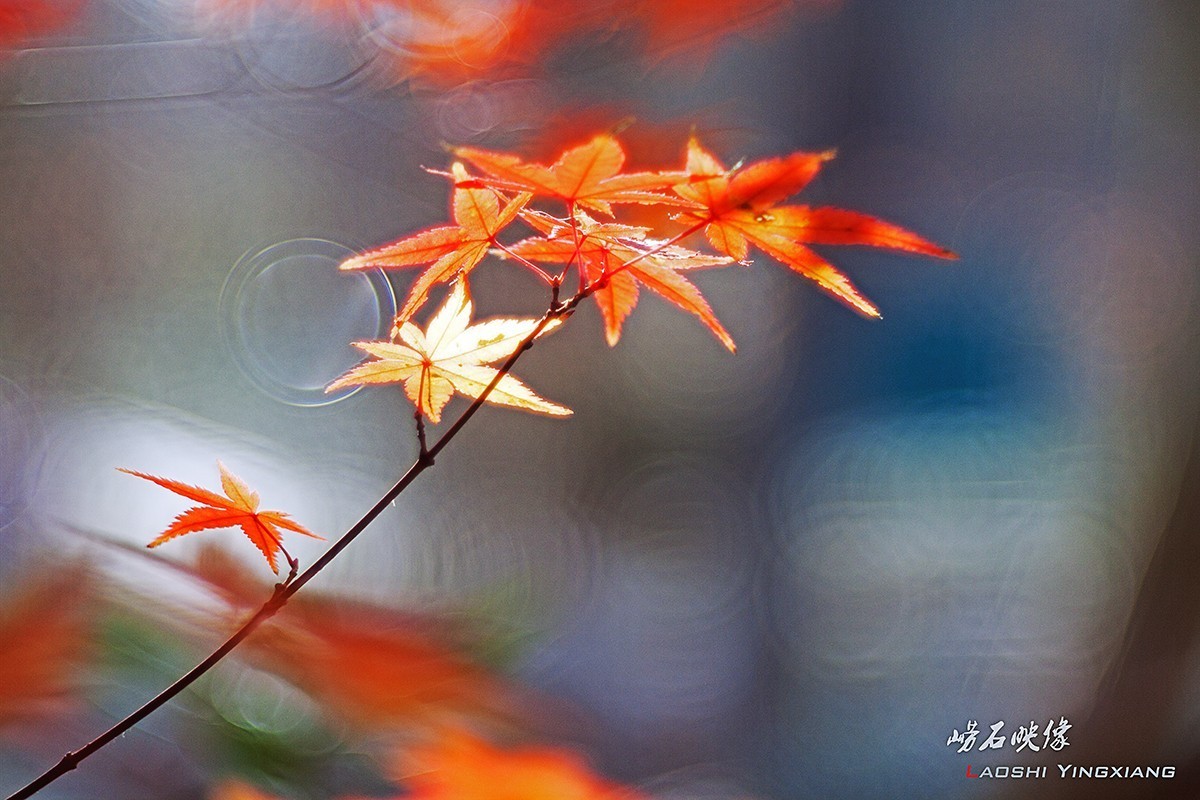 几片枫叶，一段情思
