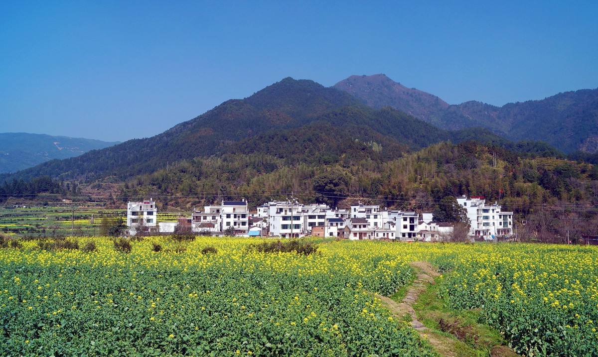 婺 源 江 岭 油 菜 花