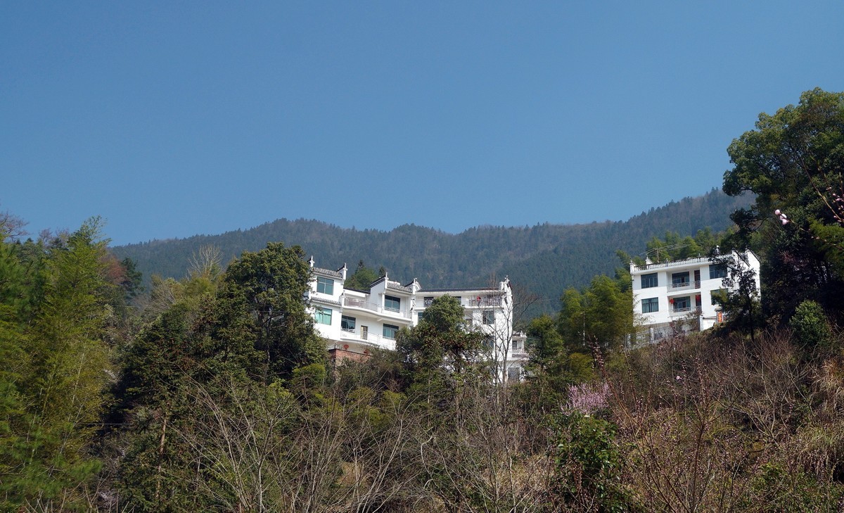 婺 源 江 岭 油 菜 花