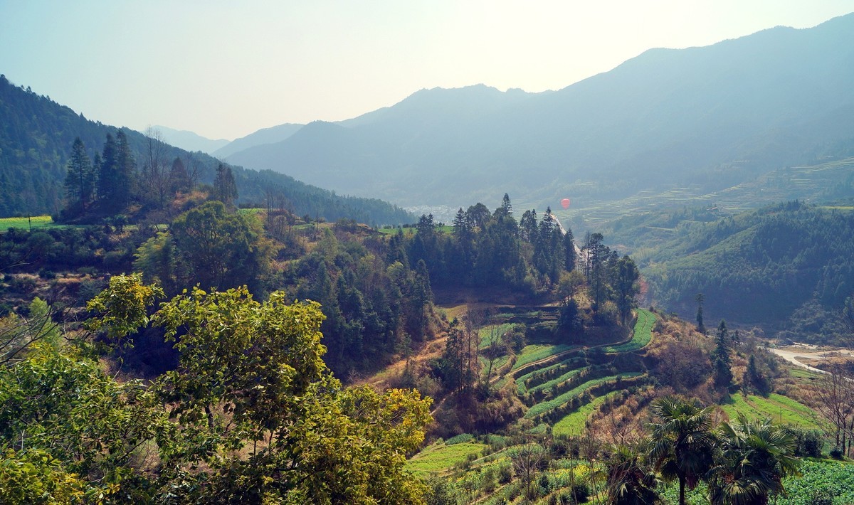 婺 源 江 岭 油 菜 花