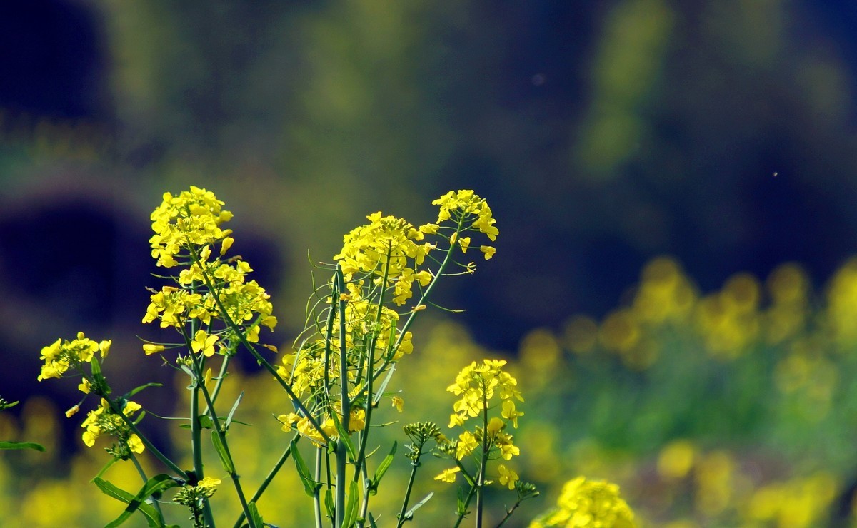 婺 源 江 岭 油 菜 花