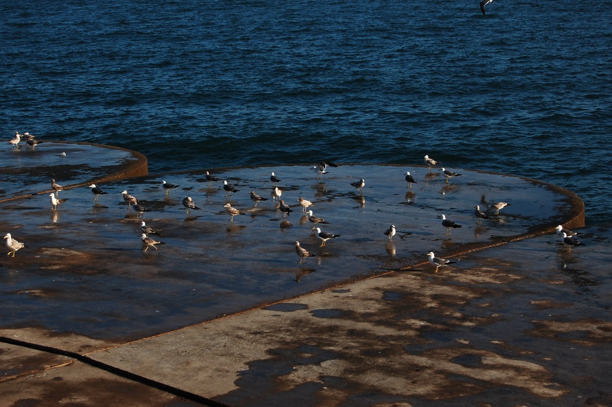 下午天气不错到海边拍几張