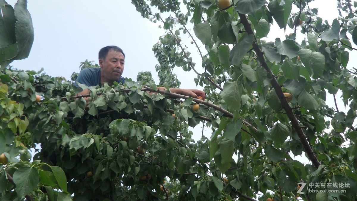 哥哥家的杏树杏熟了，