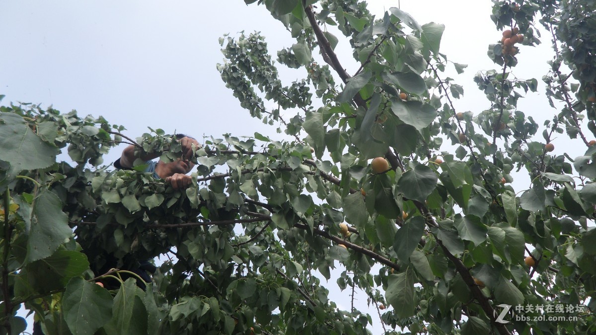 哥哥家的杏树杏熟了，