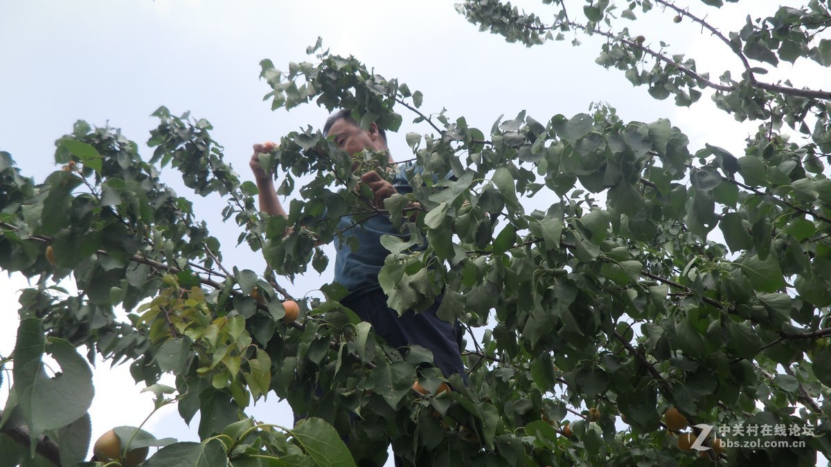 哥哥家的杏树杏熟了，
