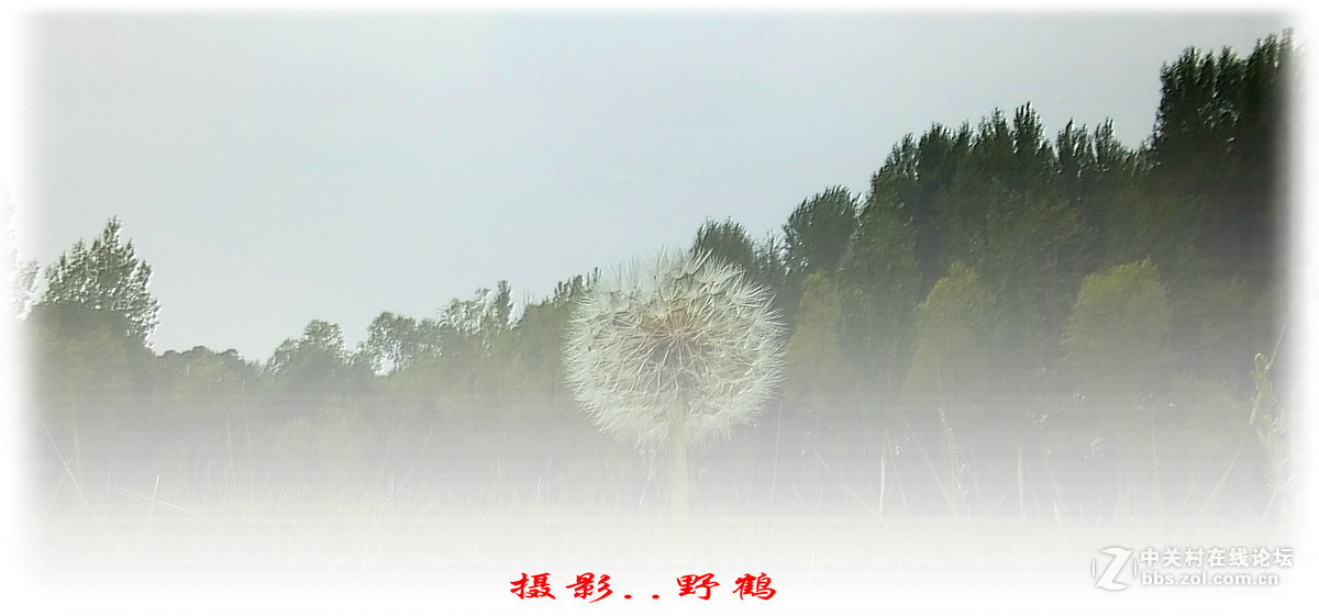 拍不够的蒲公英