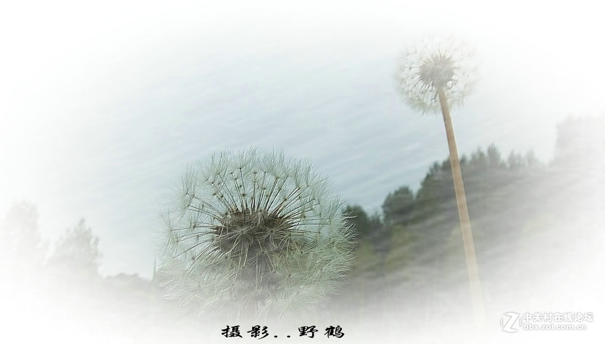 拍不够的蒲公英