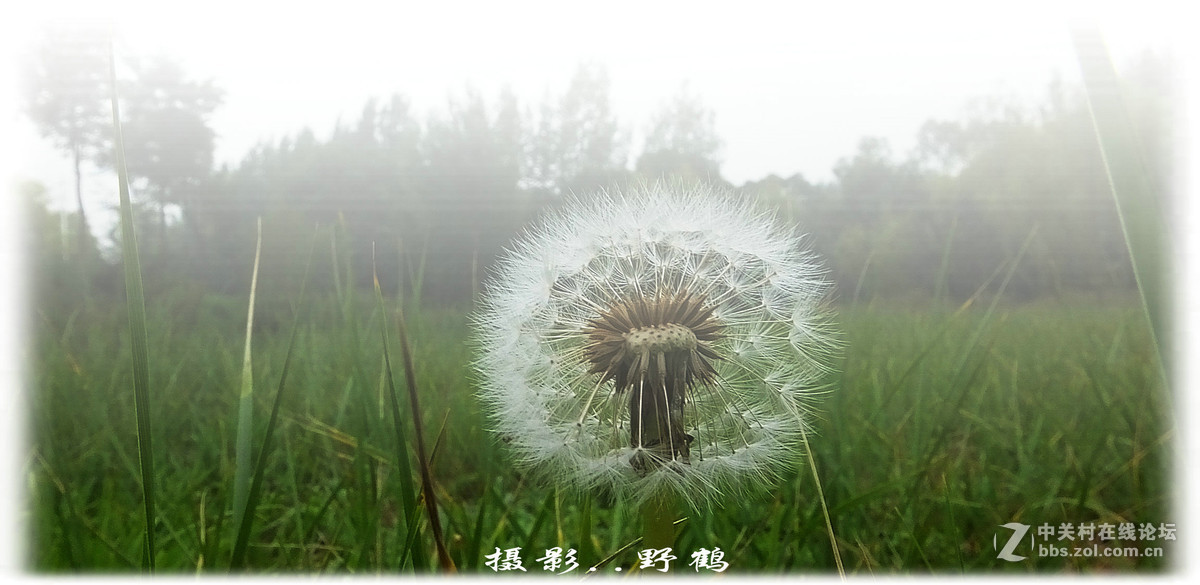 拍不够的蒲公英