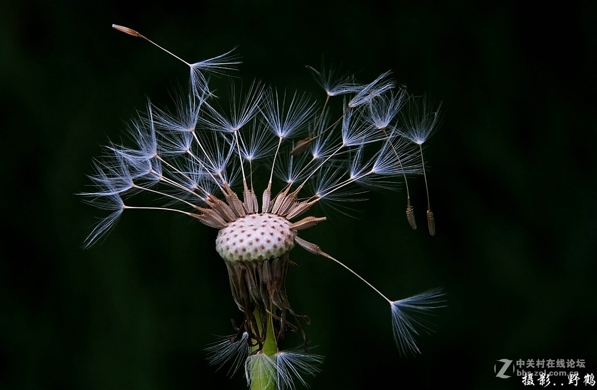 拍不够的蒲公英