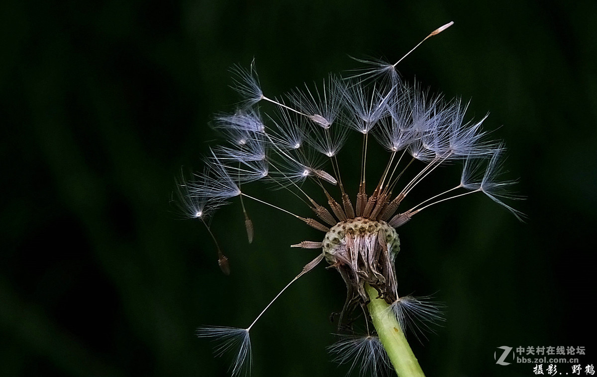 拍不够的蒲公英