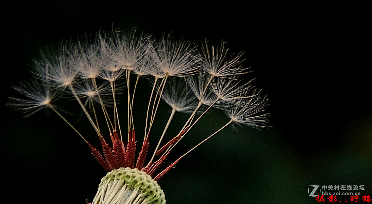 拍不够的蒲公英