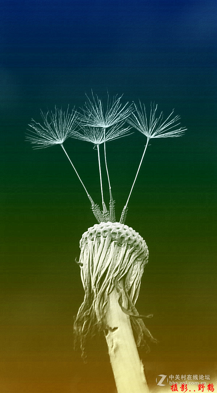 拍不够的蒲公英