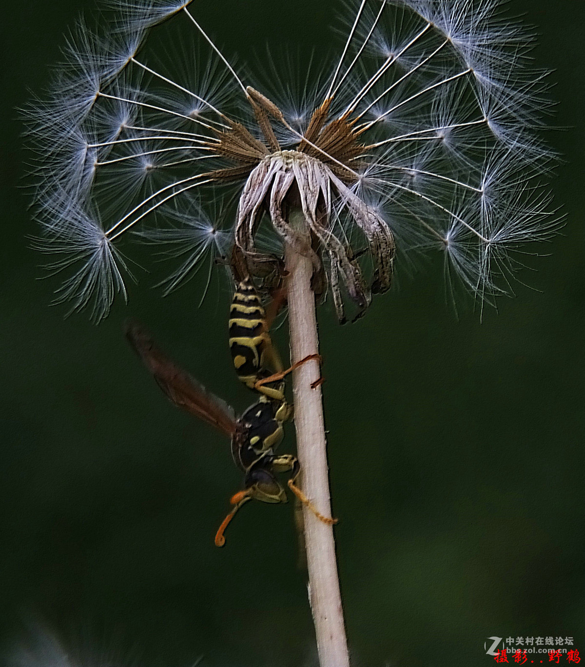 拍不够的蒲公英