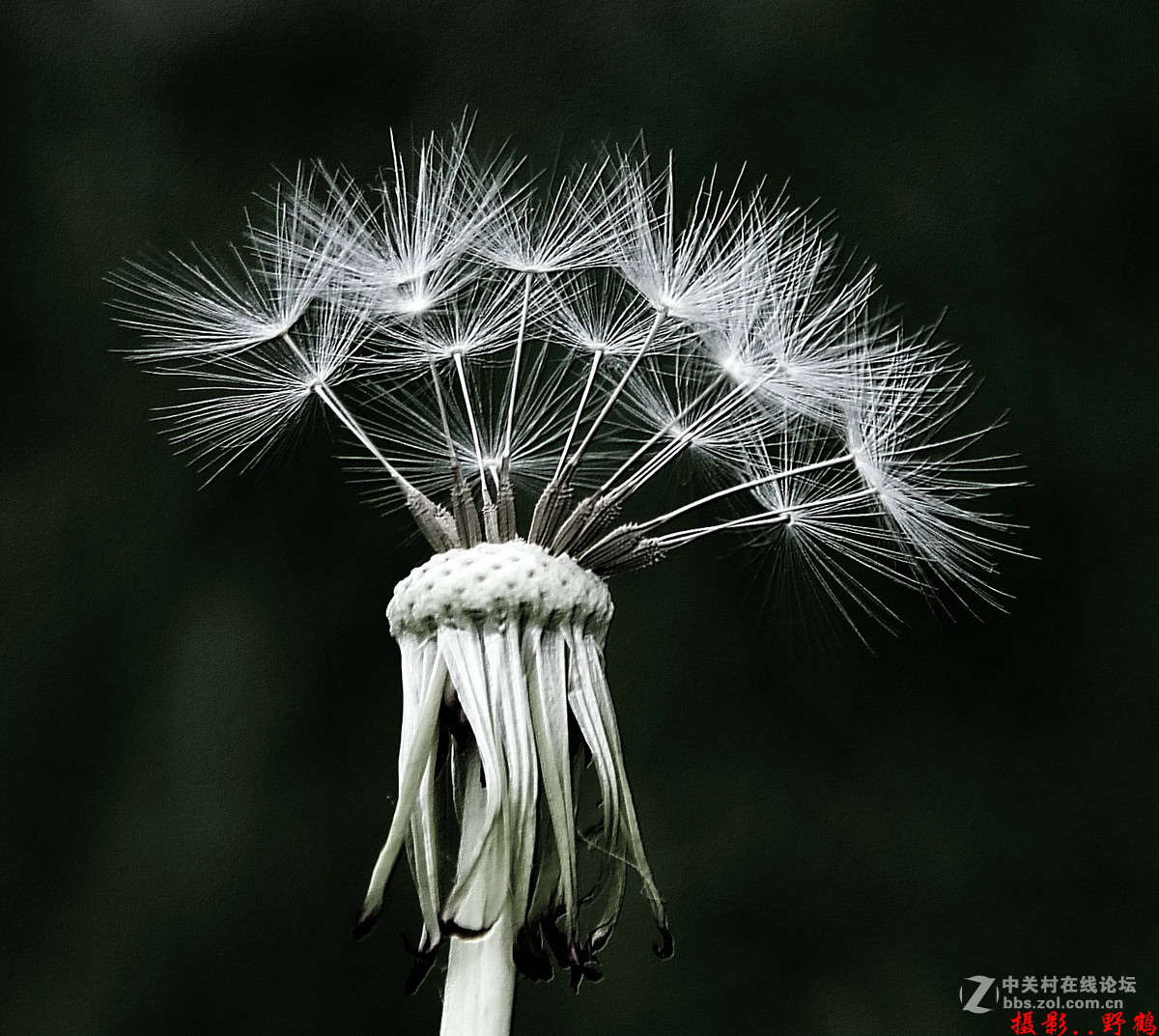 拍不够的蒲公英