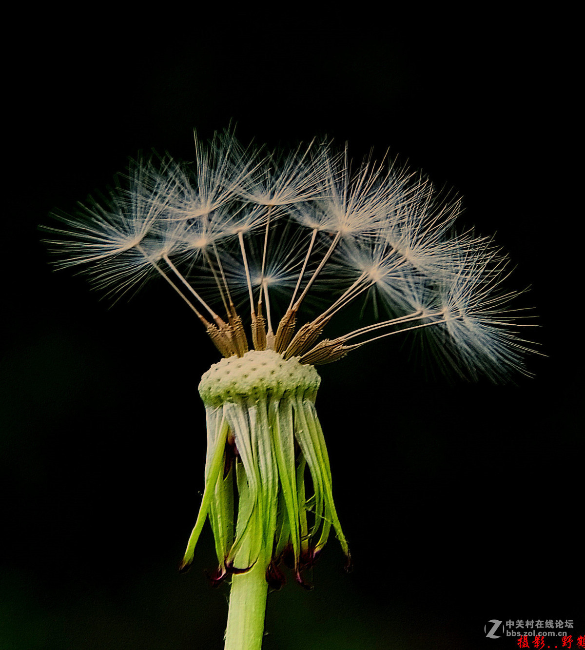 拍不够的蒲公英