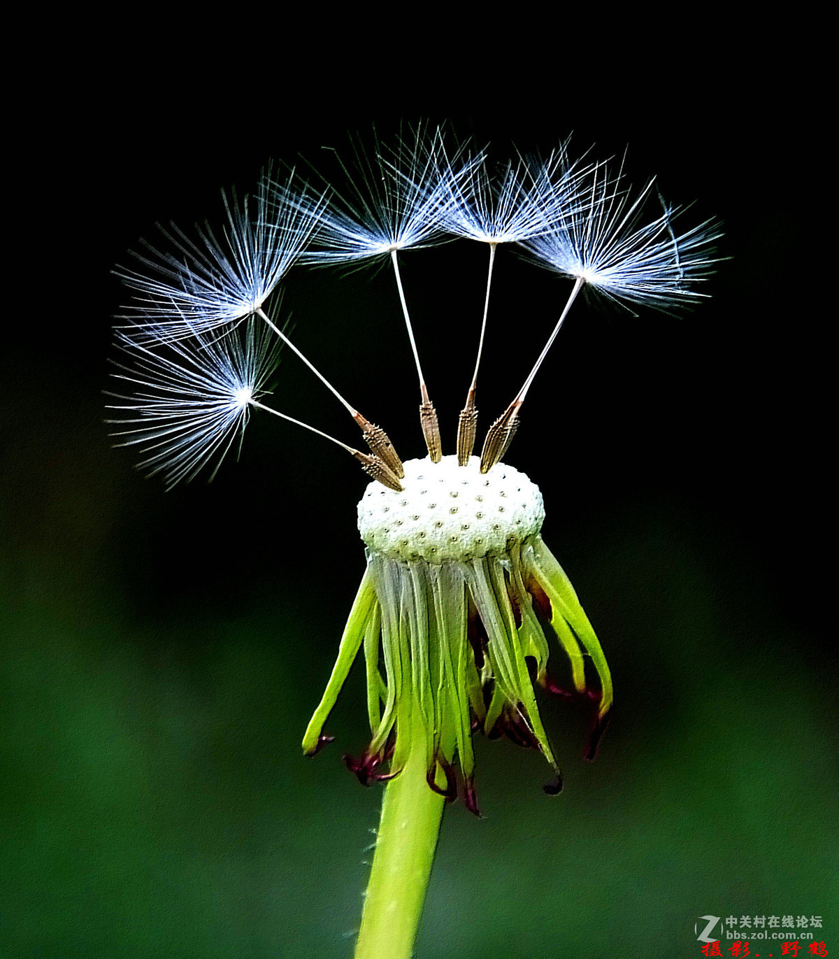 拍不够的蒲公英