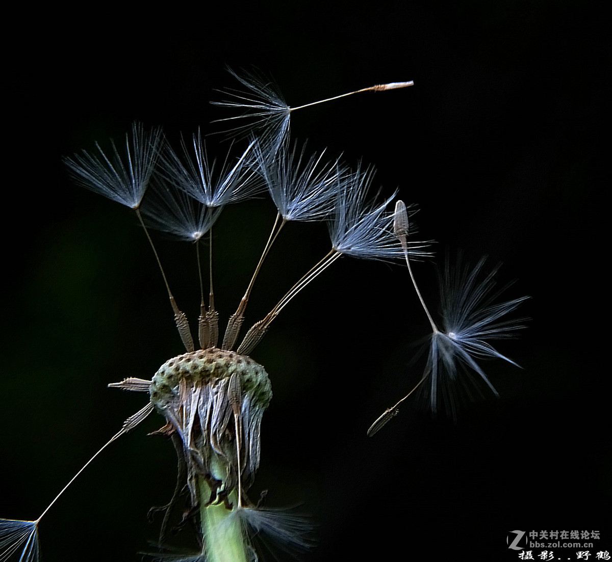 拍不够的蒲公英