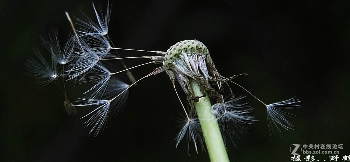 拍不够的蒲公英