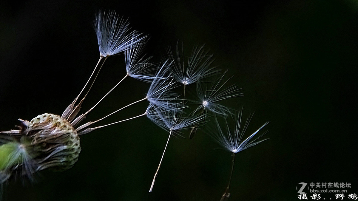 拍不够的蒲公英