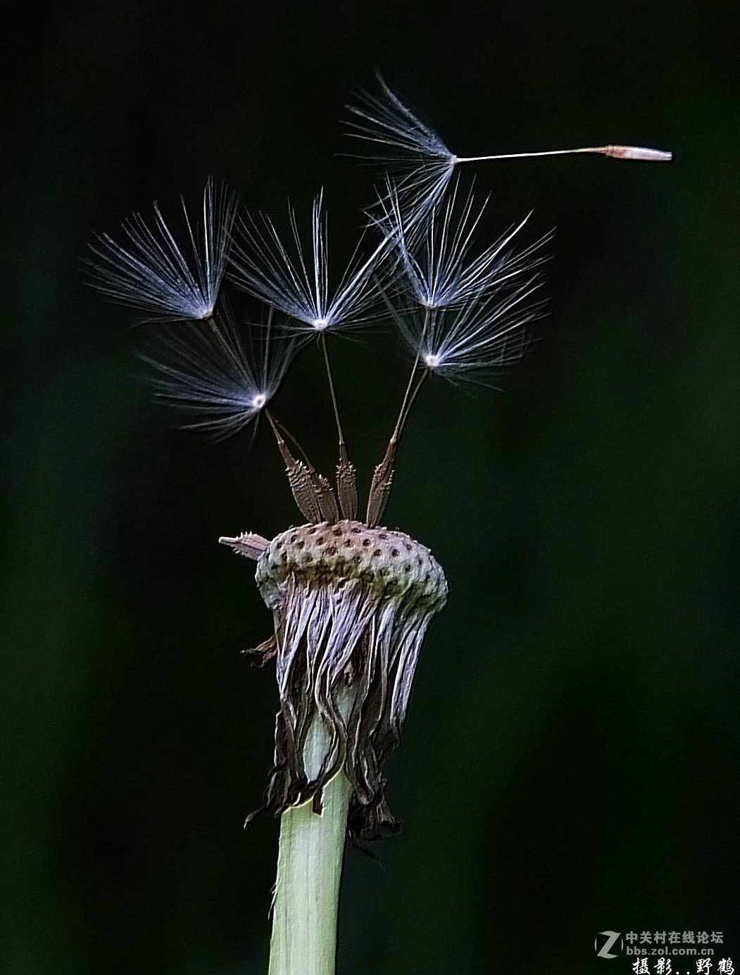 拍不够的蒲公英
