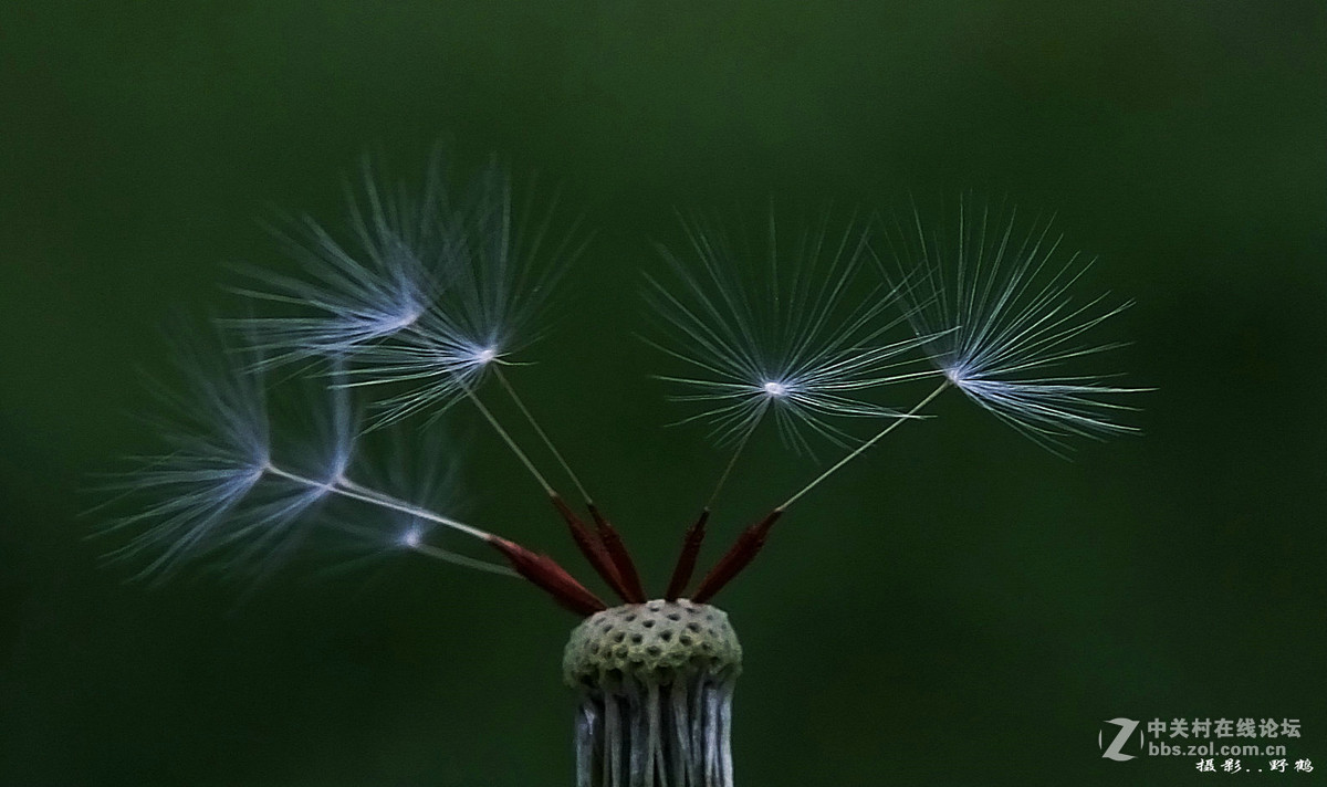 拍不够的蒲公英