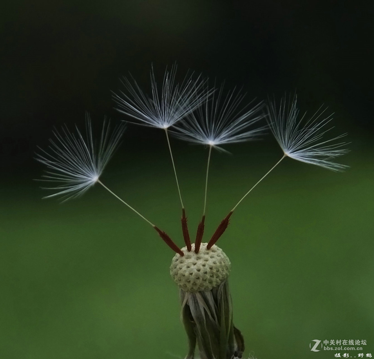 拍不够的蒲公英