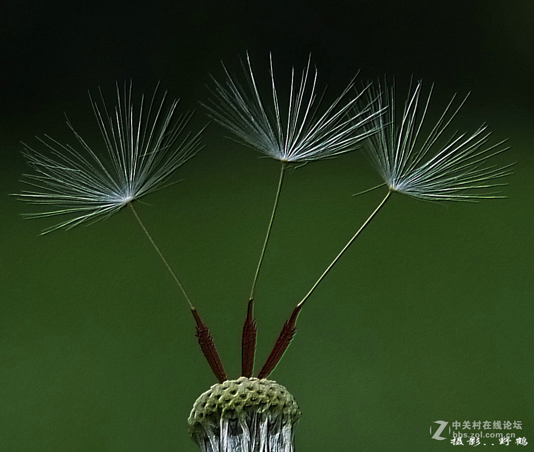 拍不够的蒲公英