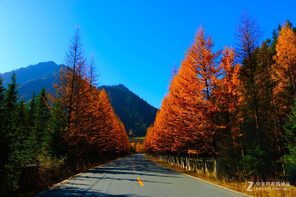 青海黄南麦秀原始森林秋色