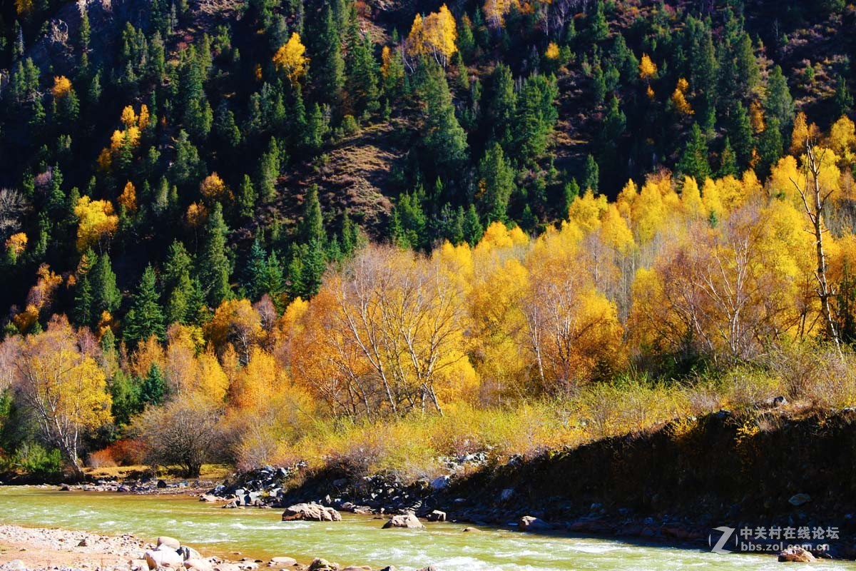 青海黄南麦秀原始森林秋色