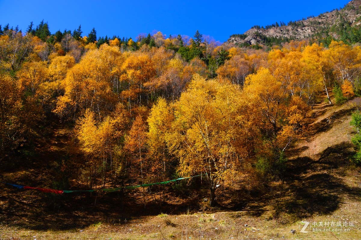青海黄南麦秀原始森林秋色