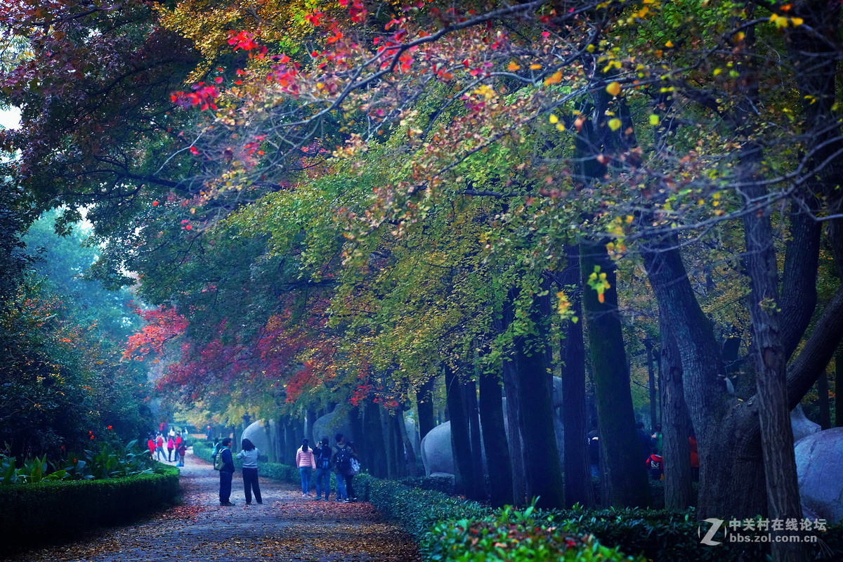 深秋 .  明孝陵