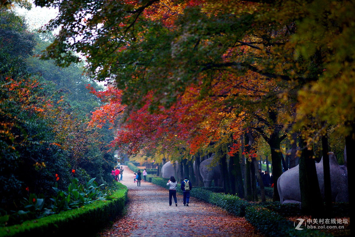深秋 .  明孝陵