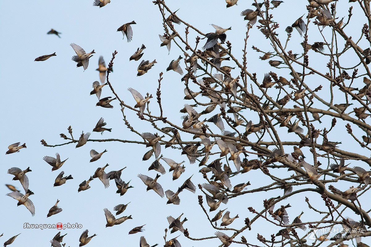 燕雀群聚五龙潭