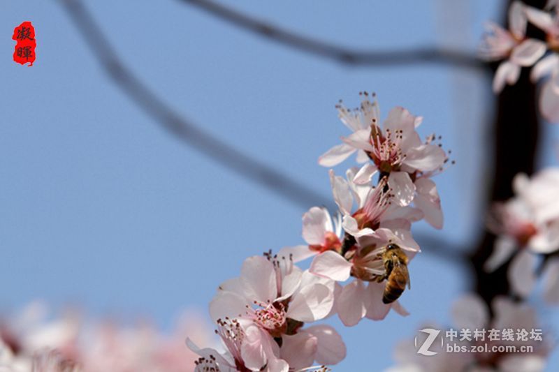 蜂蝶戏花