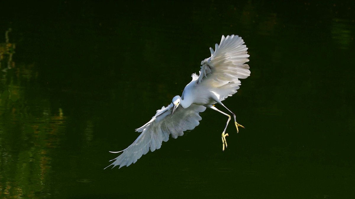 【赏鹭（18）】白鹭起舞剑指鱼池